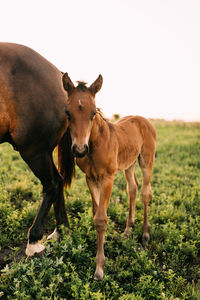 Horse standing on field