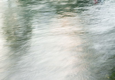 Close-up of jellyfish swimming in water