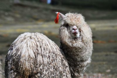 Close-up portrait of sheep