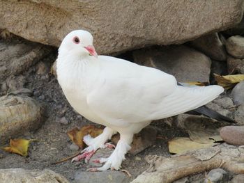 Close-up of white bird perching on rock