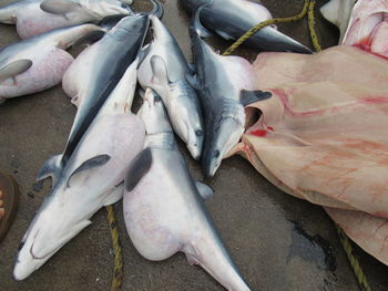 Close-up of fish on footpath