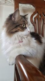 Close-up of cat sitting on chair at home