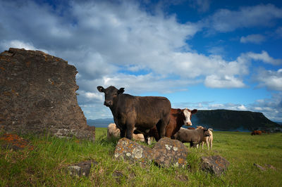 Cows on field against sky