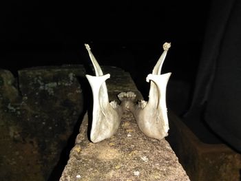 Close-up of birds