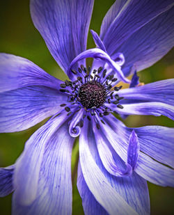 Close-up of purple flower blooming outdoors