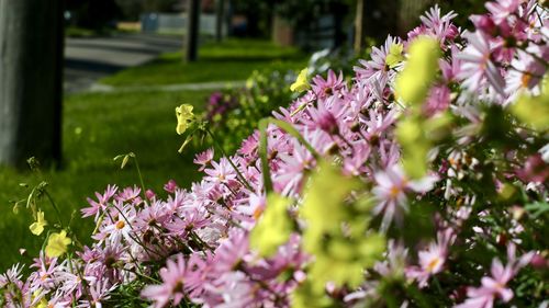 Close-up of pink flowering plant in park
