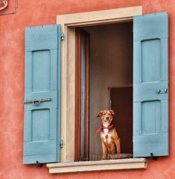 View of a dog looking through window of house