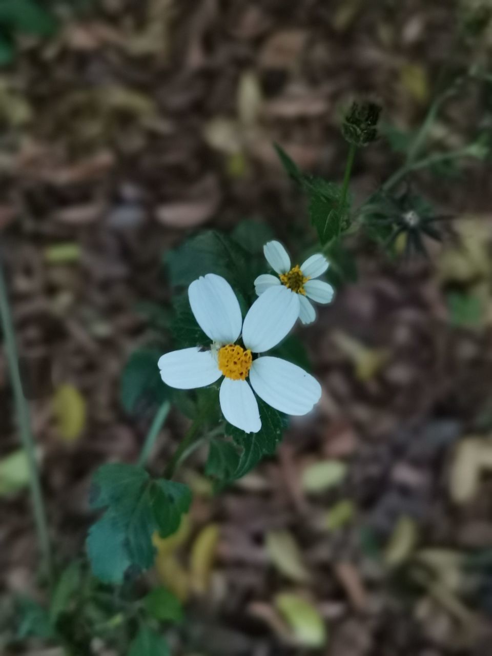 plant, flower, flowering plant, beauty in nature, nature, freshness, growth, close-up, plant part, leaf, wildflower, fragility, no people, flower head, botany, outdoors, petal, inflorescence, focus on foreground, land, day, high angle view, green, medicine, white, blossom