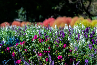 Close-up of pink flowering plant in field