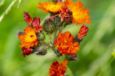 Close-up of red flower