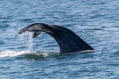 View of whale swimming in sea