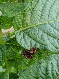 High angle view of insect on leaves