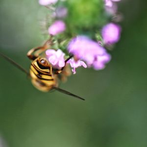 Close-up of insect on flower