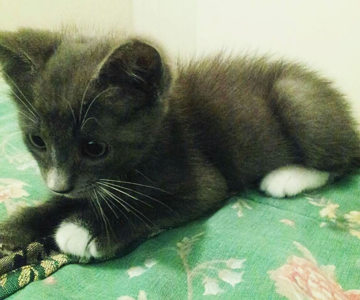 Gray kitten