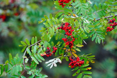 Close-up of red berries growing on tree