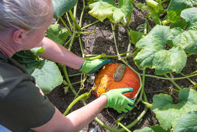 Gardener cuts ripe pumpkins from the leaves with scissors in her garden