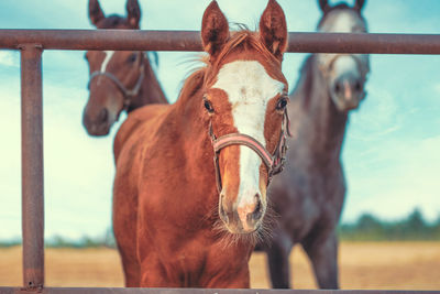 Horse standing on field