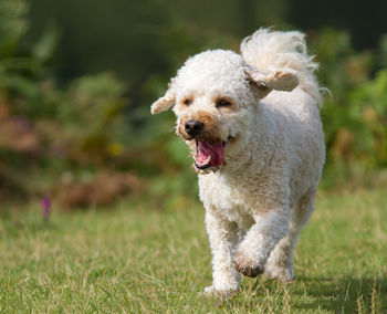 Close-up portrait of dog running on field