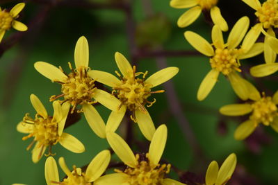 Close-up of yellow flowers blooming outdoors