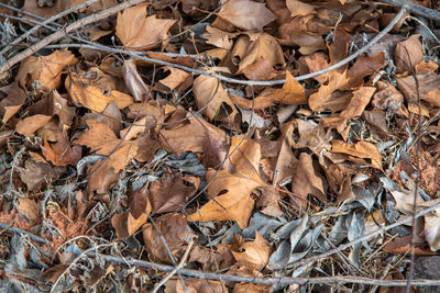 High angle view of dried autumn leaves on land