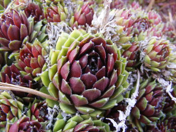 Close-up of flowers growing on plant