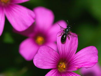 High angle view of insect on pink flowers at park