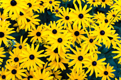 Close-up of yellow daisy flowers