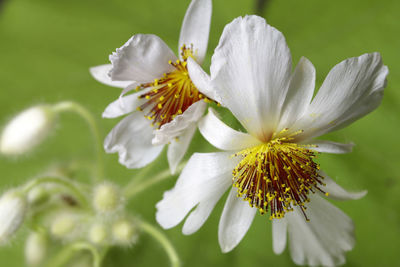 Close-up of white flowering plant