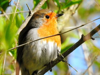 Close-up of a bird perching on branch