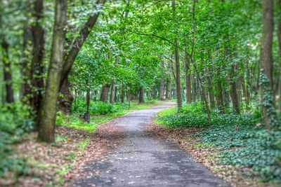 Pathway along trees in forest