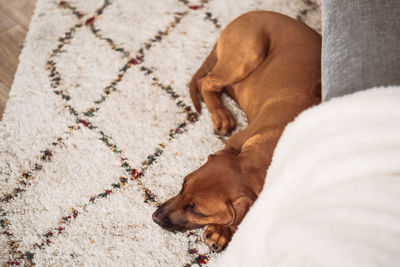 High angle view of dog sleeping