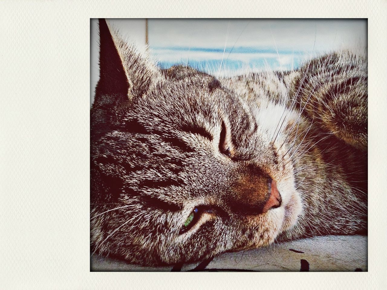 animal themes, pets, mammal, domestic animals, one animal, domestic cat, relaxation, resting, cat, indoors, lying down, feline, transfer print, sleeping, auto post production filter, dog, whisker, high angle view, relaxing, home interior