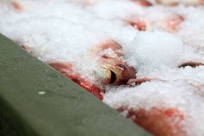 Close-up of fish on ice for sale at market