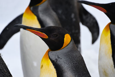 Close-up of penguin