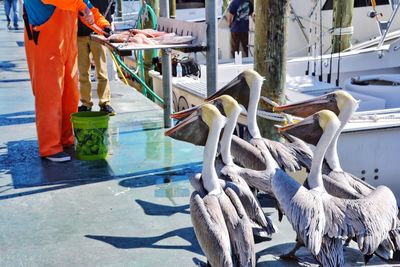 Low section of zoo worker feeding pelicans