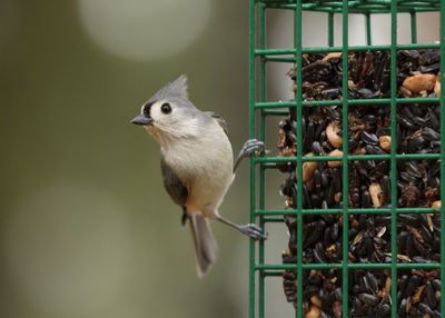 Close-up of bird in cage