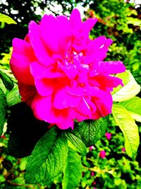 Close-up of pink flower blooming outdoors