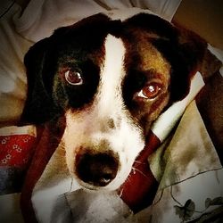 Close-up portrait of dog