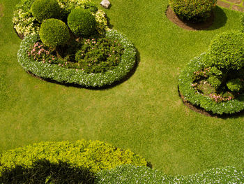 High angle view of moss growing in garden