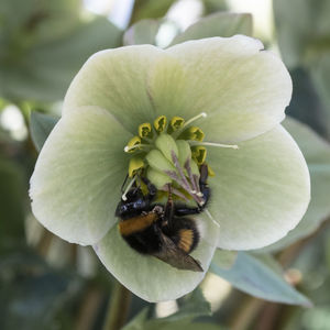 Close-up of bee pollinating on flower