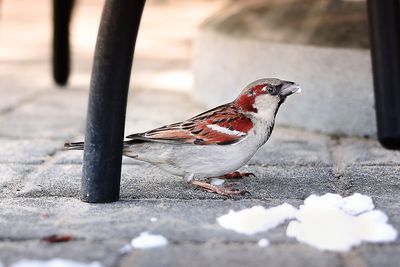 Close-up of sparrow feeding on food under chair on cobbled street