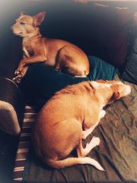 High angle view of dog sleeping on bed