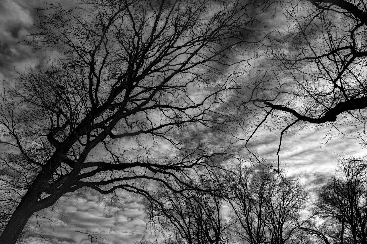 LOW ANGLE VIEW OF SILHOUETTE BARE TREES AGAINST SKY