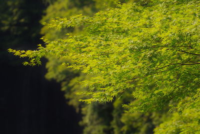 Close-up of plants growing in forest