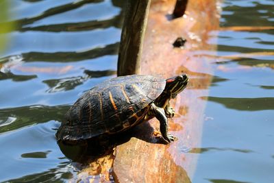 Side view of a turtle in water