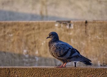 Close-up of pigeon perching on wall