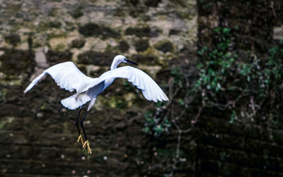 View of a bird flying