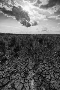 Scenic view of field against sky