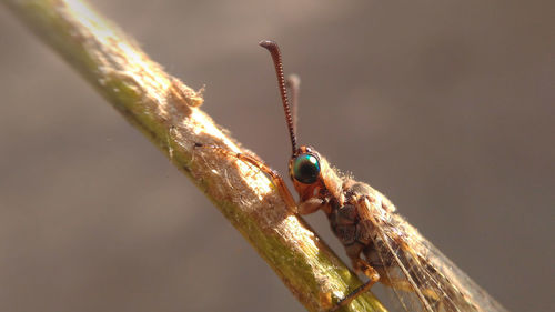 Close-up of ladybug on leaf