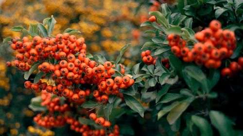 A close-up on rowan berries